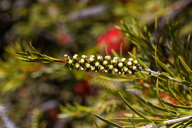 Jardin Botanique de la Bastide-036